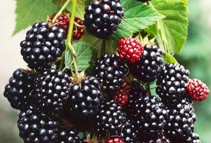 �������ǲ���(�й���)�ٷ���վ